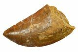 Serrated, Carcharodontosaurus Tooth - Real Dinosaur Tooth #351647-1